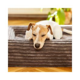 Happy Paws – Kutya & Macska